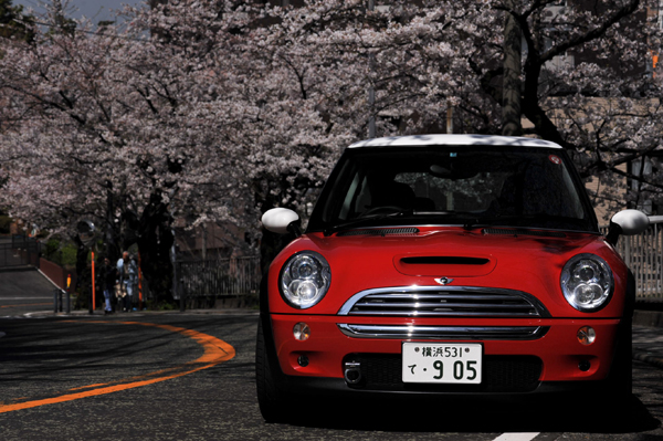 403 sakura2 DSC_5858.jpg